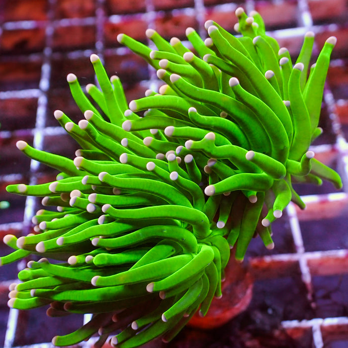 Pink Tip Green Torch - Corals Anonymous