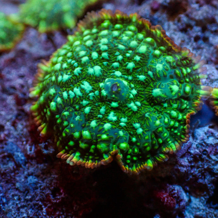 Inferno Ring Green Rhodactis Mushroom - Corals Anonymous