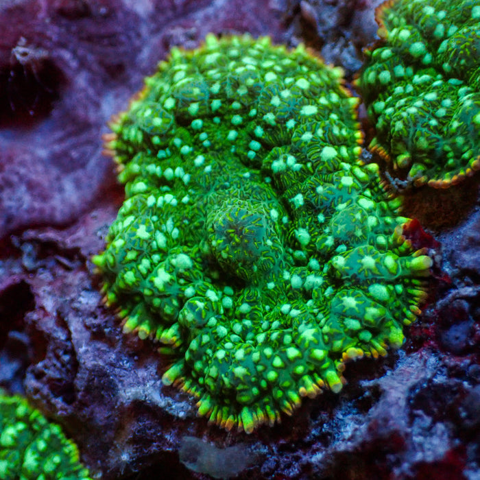 Inferno Ring Green Rhodactis Mushroom - Corals Anonymous
