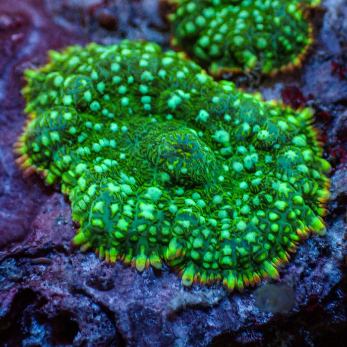 Inferno Ring Green Rhodactis Mushroom - Corals Anonymous
