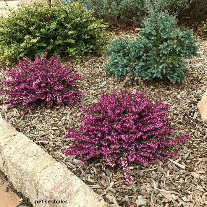 Kramer's Red Heather blooming in late winter along a garden border