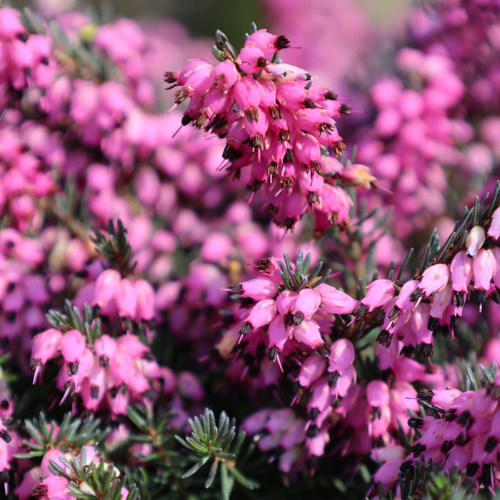 Kramer's Red Heather with vivid magenta winter blooms and evergreen foliage