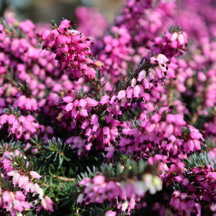 mass of blooms on red heather plant