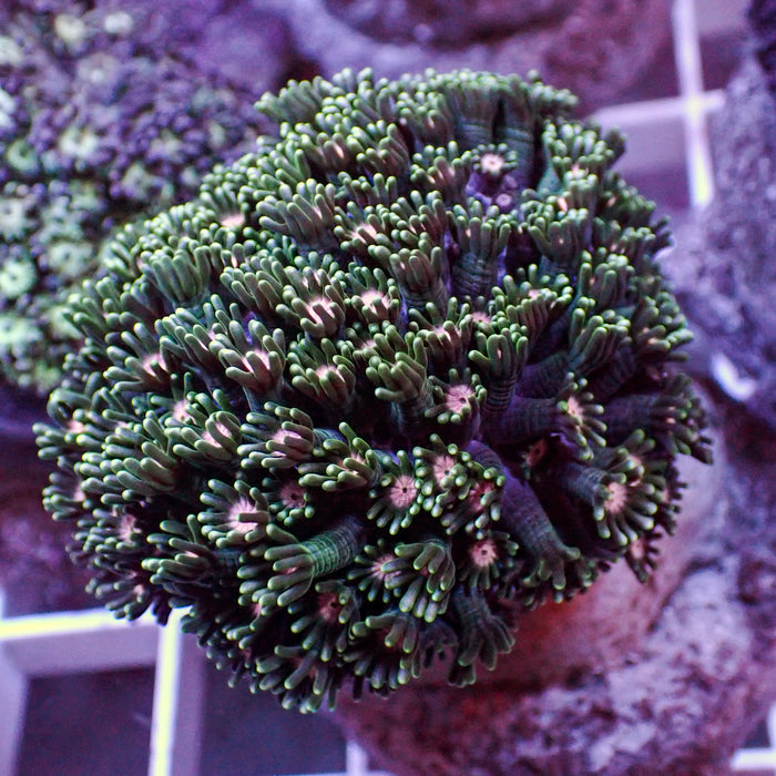 Large Pink Wink Alveopora Colony (1-2") - Corals Anonymous