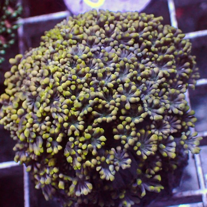 Lemon Lavender Alveopora (0.5-1” Frag) - Corals Anonymous
