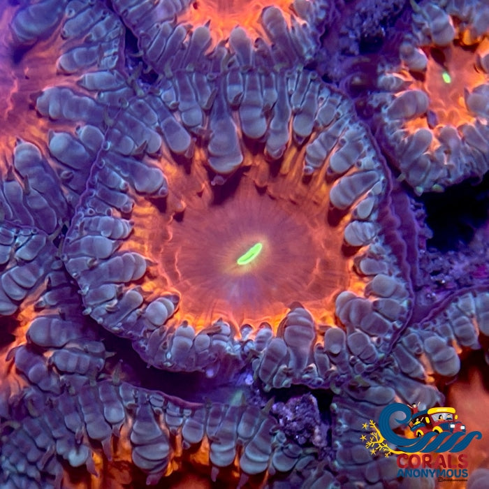 Magma Blastomussa (1 Polyp) Blasto