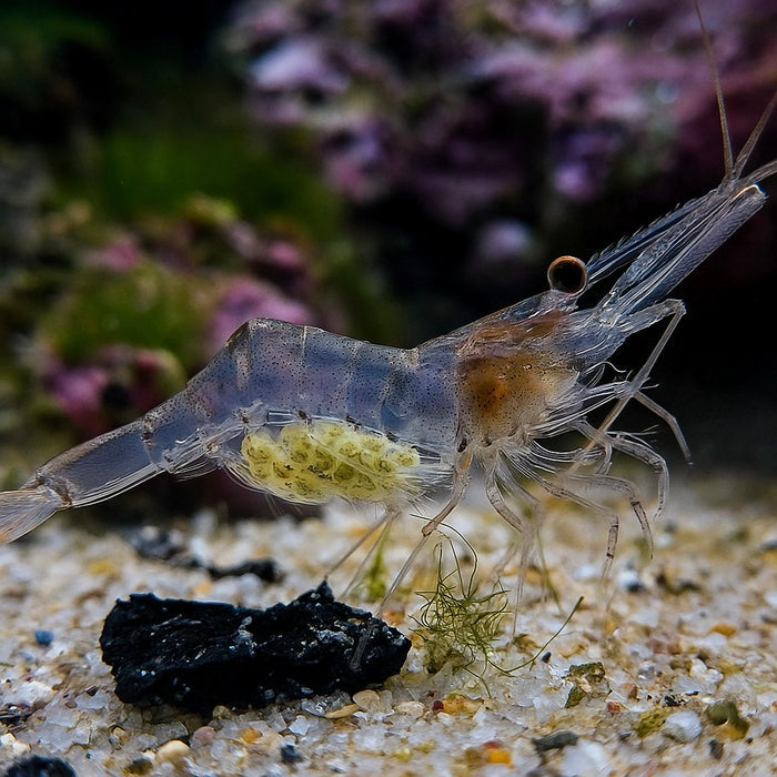 Marine Glass Shrimp