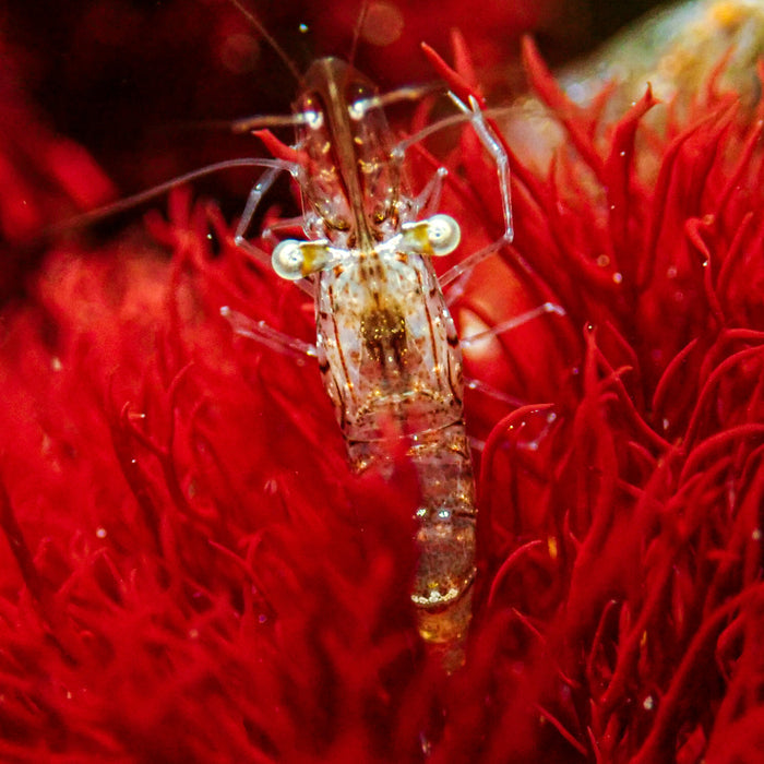 Marine Glass Shrimp (5 pack)