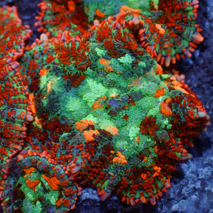 Miami Sunset Rhodactis Mushroom - Corals Anonymous