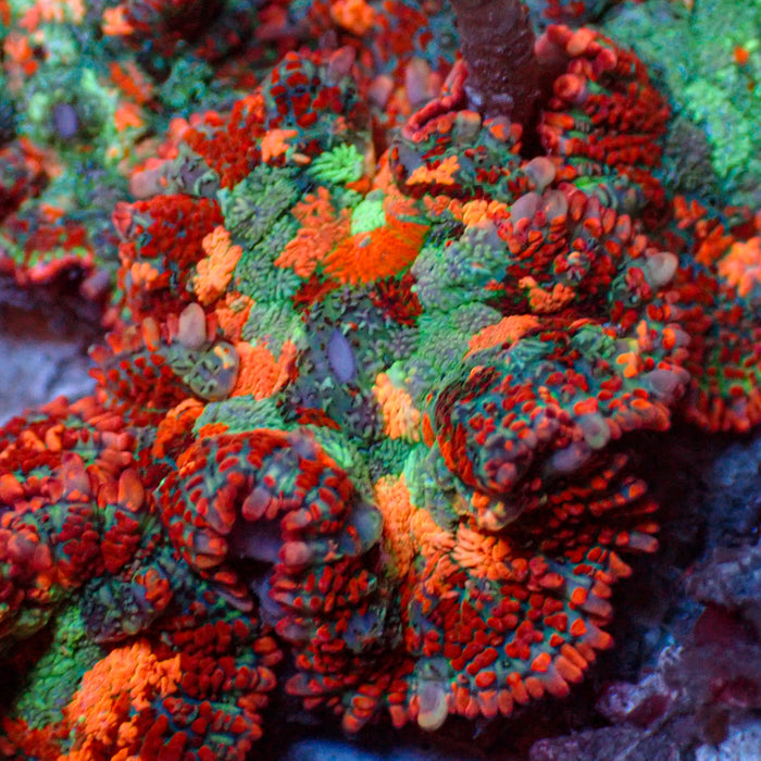 Miami Sunset Rhodactis Mushroom - Corals Anonymous