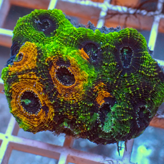 Miami Tide Acan Echinata (0.5-1" Frag)
