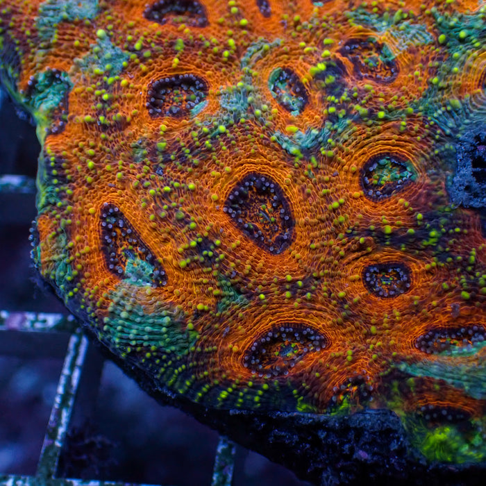 Miami Tide Acan Echinata (0.5-1" Frag)