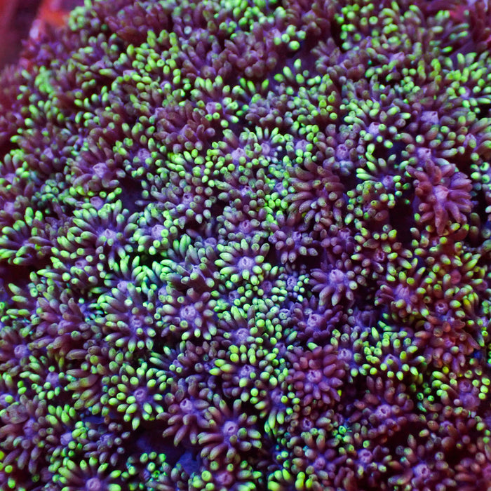 Multicolor Chaotic Purple Goniopora (0.5-1” Frag)