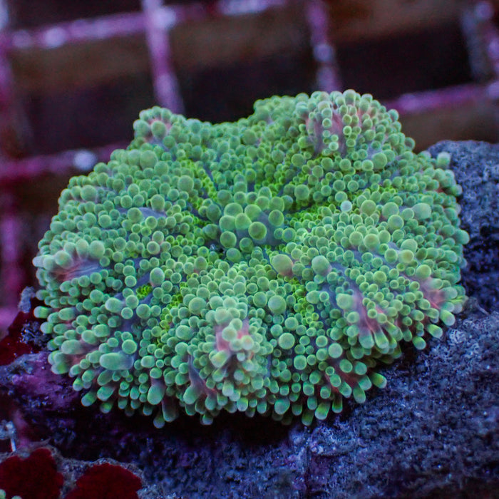 Multicolor Teal Yuma Mushroom