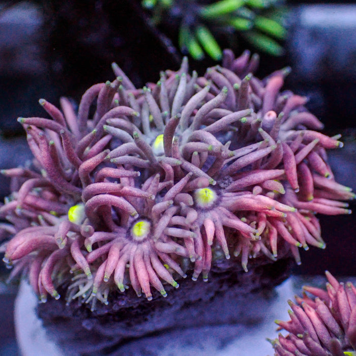 Multicolor Twilight Dream Goniopora (0.5-1” Frag)