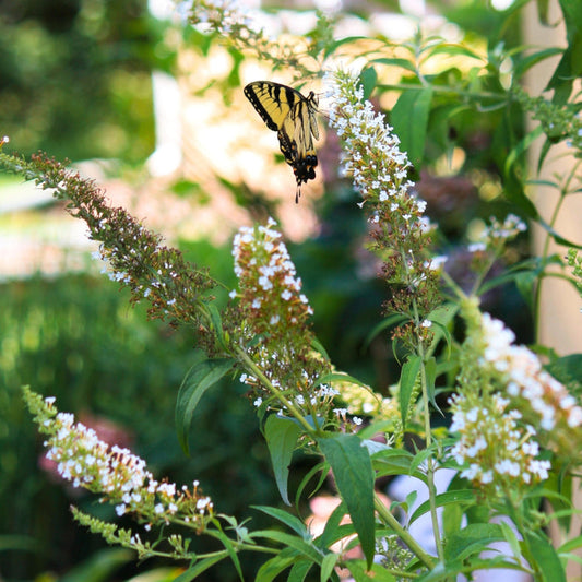 Mature Nanho White Butterfly Bush with a graceful arching habit, slender branches, and soft gray-green leaves