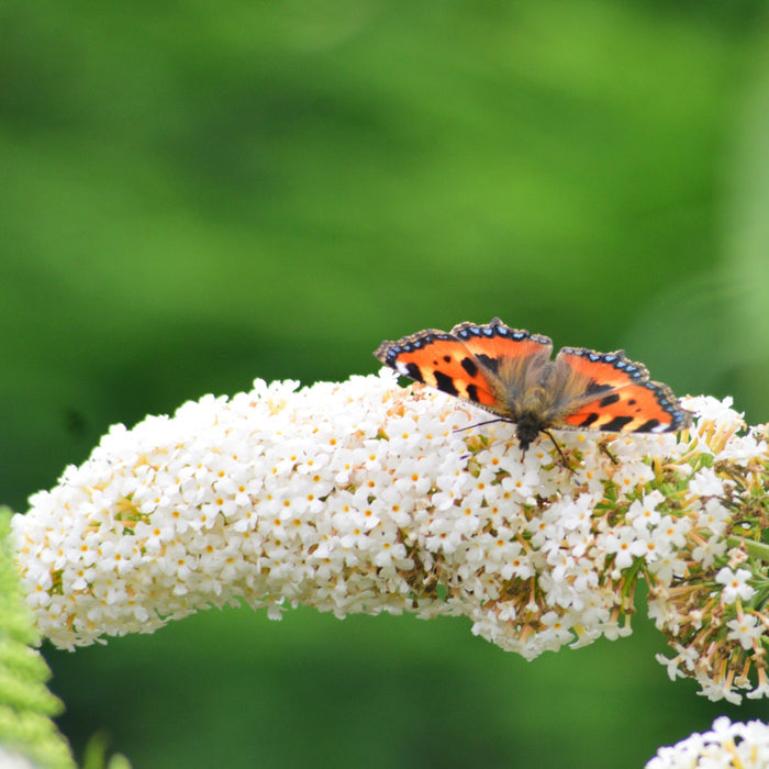 Close-up of Nanho White Butterfly Bush blooms showing dense white flower clusters against gray-green foliage