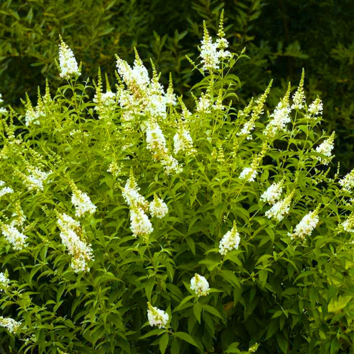 Nanho White Butterfly Bush growing in a sunny garden bed with arching branches and long white flower panicles in summer