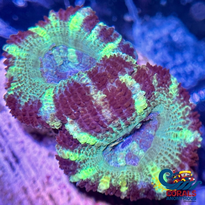Neon Green Stripe Acans (2-3 Polyps) Acans