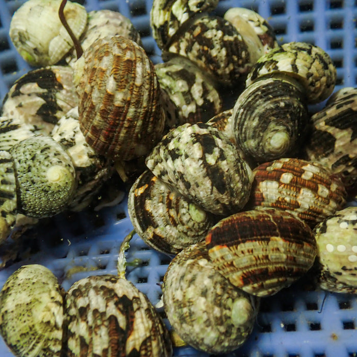 Nerite Snails (Pack of 3) - Corals Anonymous