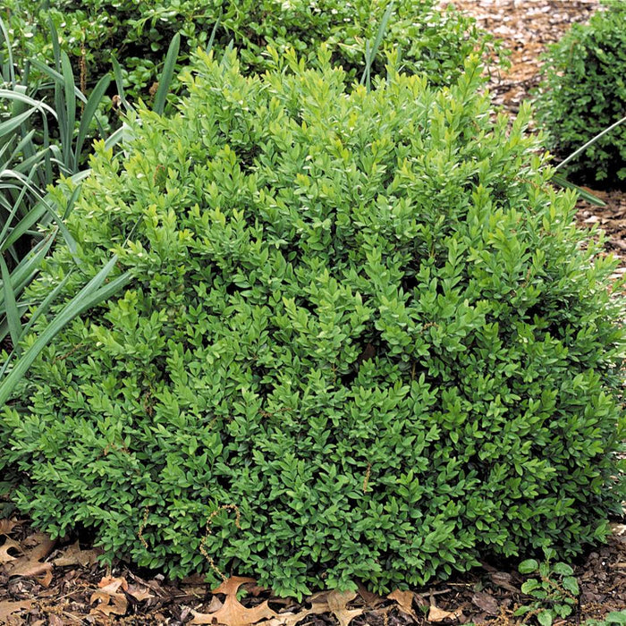 North Star® Boxwood showing compact rounded evergreen growth in a foundation planting