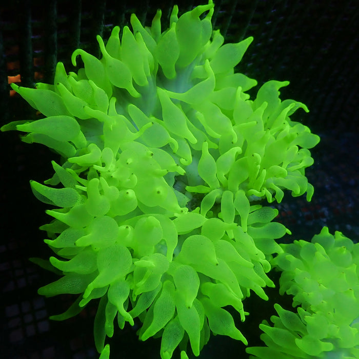 Nuclear Bomb Bubble Tip Anemone
