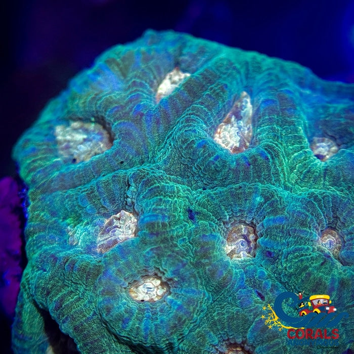 Peach Mouth Green Favia (2-3 Polyps) Favia