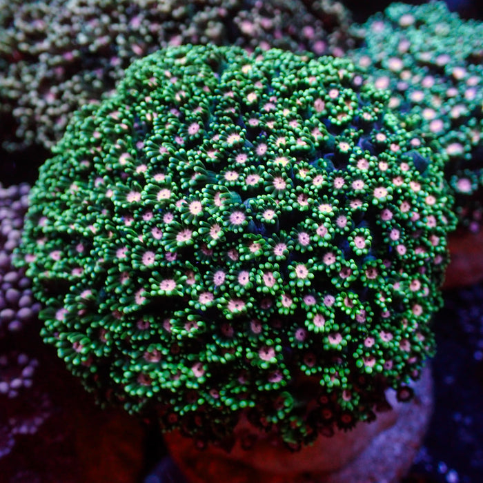 Pink Wink Alveopora (0.5-1” Frag) - Corals Anonymous