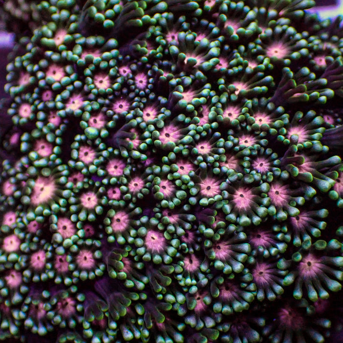Pink Wink Alveopora (0.5-1” Frag) - Corals Anonymous