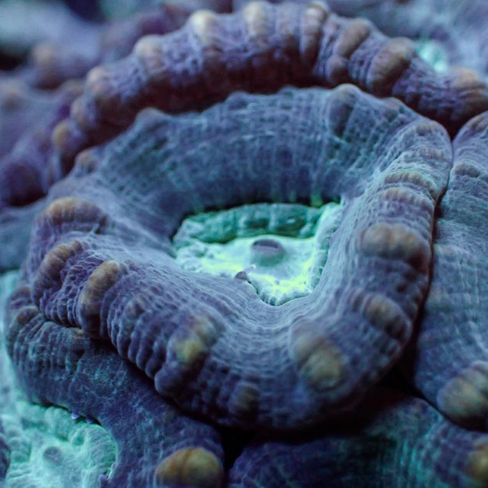 Pinwheel Candy Cane - Corals Anonymous