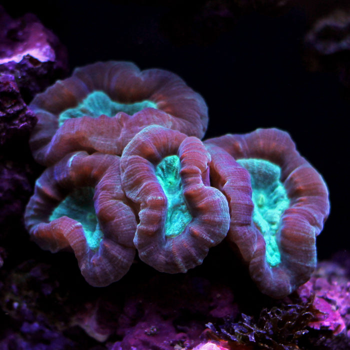Pinwheel Candy Cane - Corals Anonymous