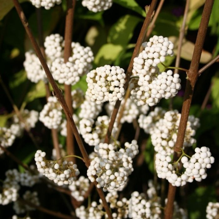 White berry clusters on Plump & Plentiful™ Snow Star Beautyberry in fall