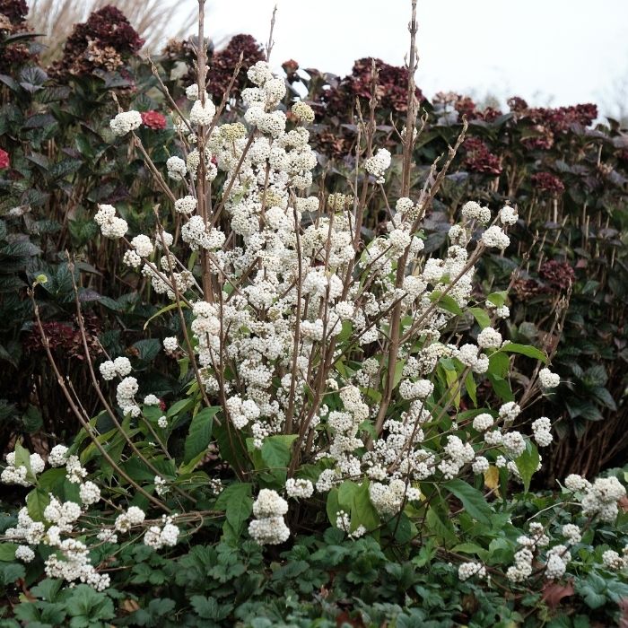 Plump & Plentiful™ Snow Star Beautyberry with dense pearl-white berry clusters on woody stems