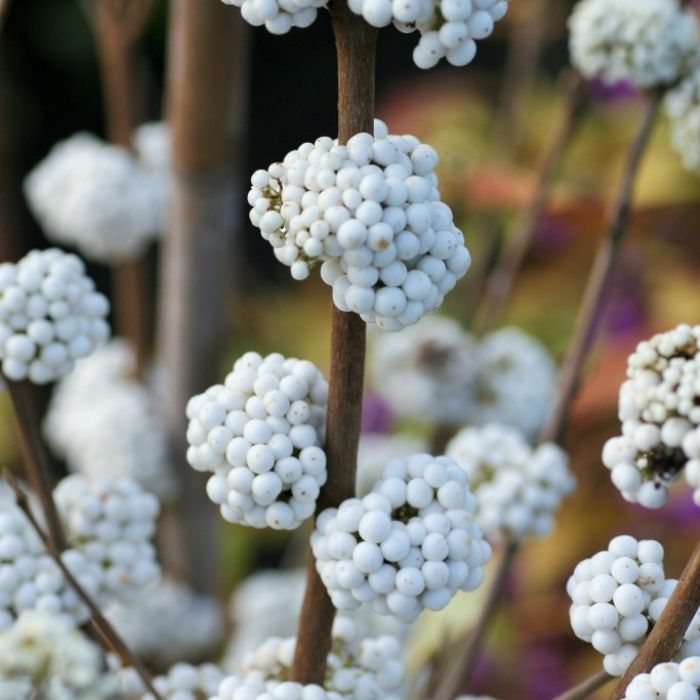 White beautyberry stems cut for seasonal arrangements in a cut flower garden
