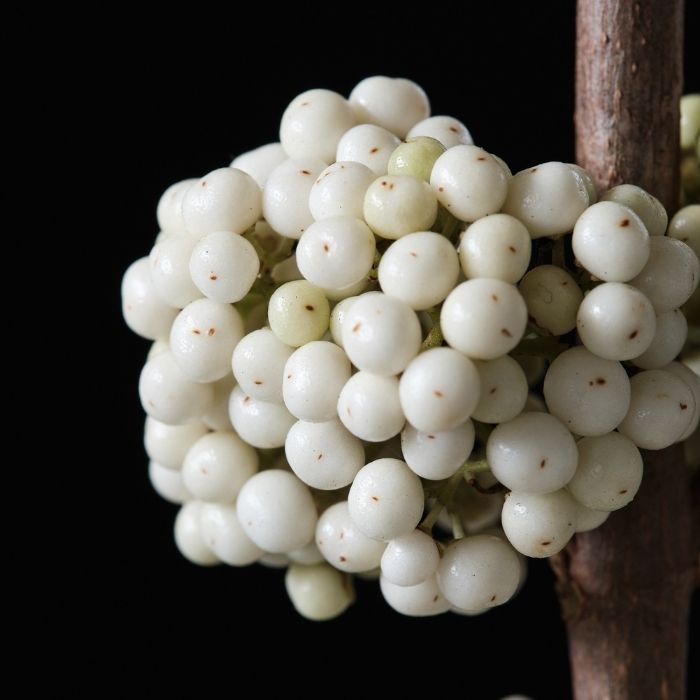white berries on Plump & Plentiful™ Snow Star Beautyberry