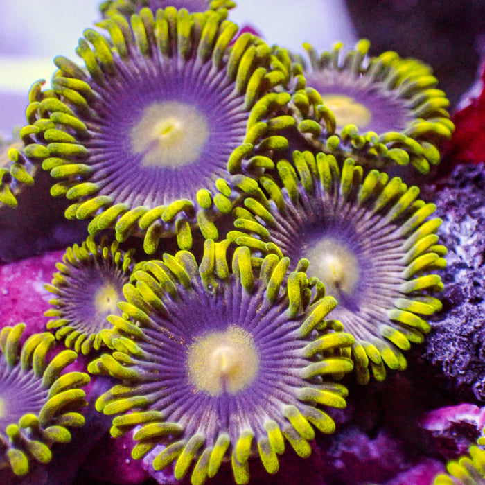 Purple Flare Zoa (2-3 Polyps) - Corals Anonymous