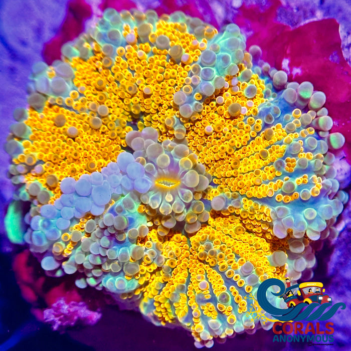 Rainbow Bubbly Tropicana Yuma Mushroom Yuma