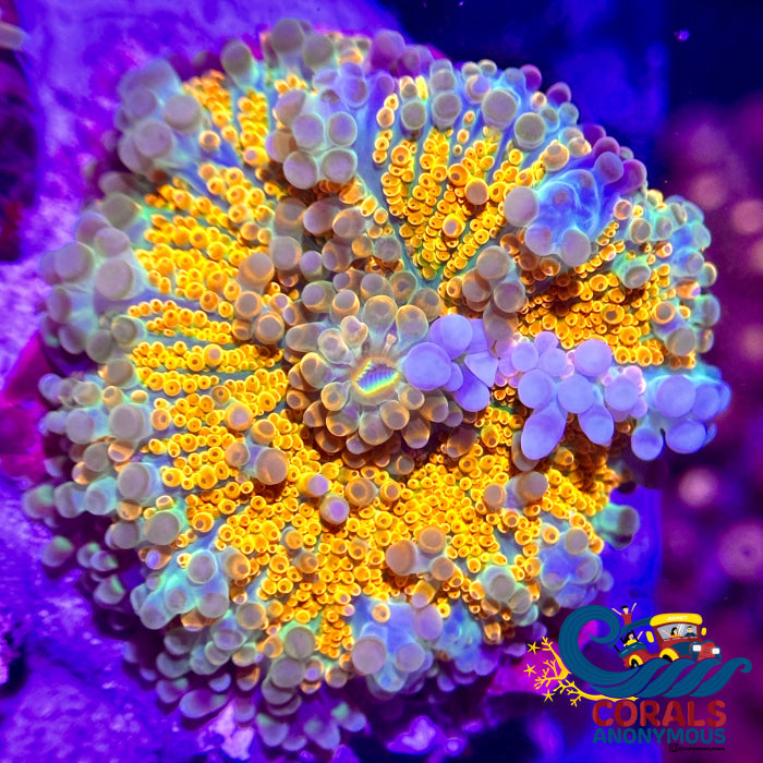 Rainbow Bubbly Tropicana Yuma Mushroom Yuma
