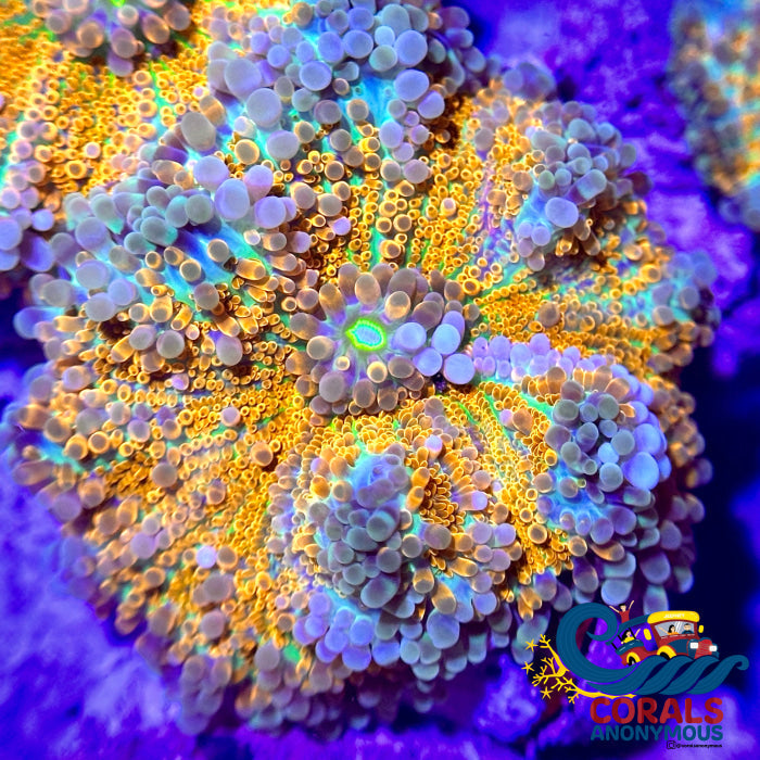 Rainbow Bubbly Tropicana Yuma Mushroom Yuma