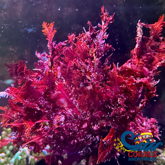 Red Fern Macroalgae Macroalgae