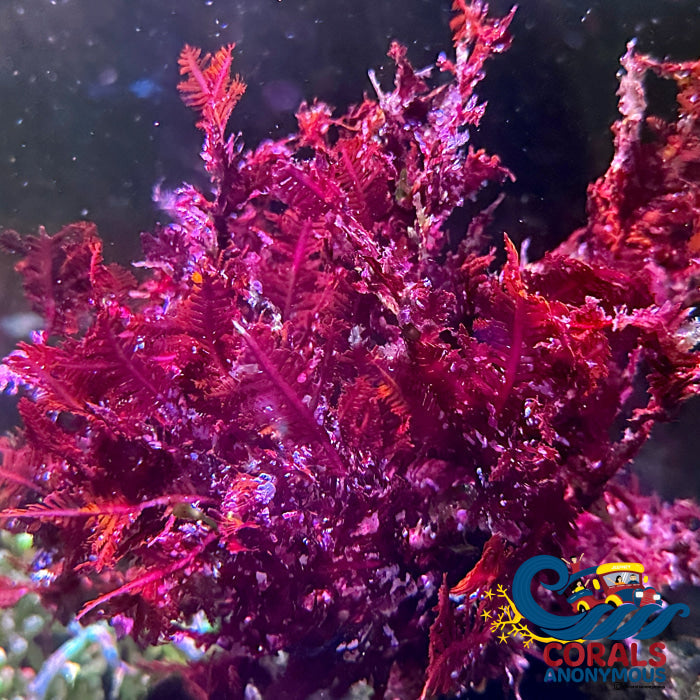Red Fern Macroalgae Macroalgae