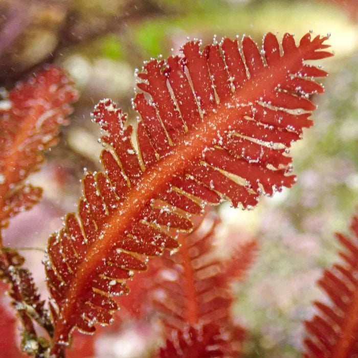Red Feather Fern Macroalgae - Corals Anonymous