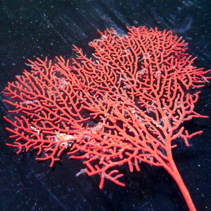 WYSIWYG Red Gorgonian Sea Fan Colony (6-7") - Corals Anonymous