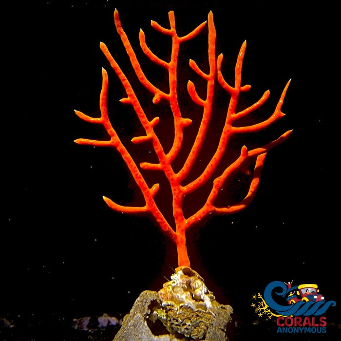 Red Gorgonian Sea Fan Gorgonian
