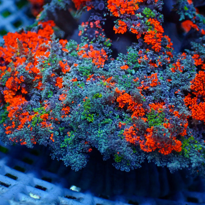 Red & Green Hell Fire Anemone - Corals Anonymous