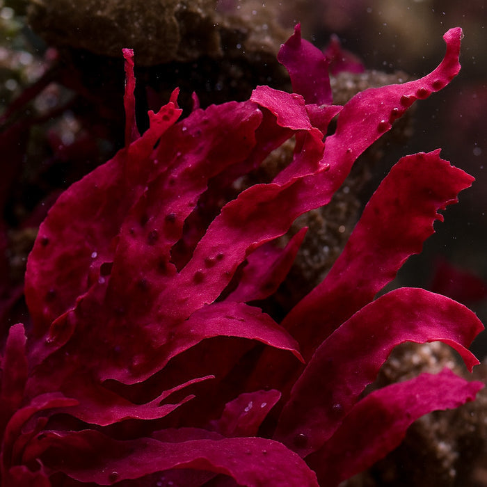 Red Plastic Macroalgae - Corals Anonymous