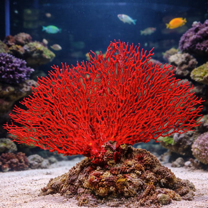Red Sea Fan Gorgonian (3-7”) - Corals Anonymous