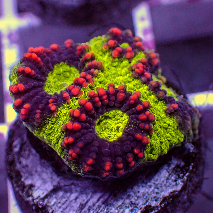 Red Striped UFO Favia (1” frag) - Corals Anonymous