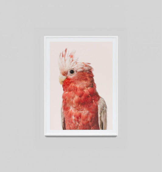 Rose Cockatoo