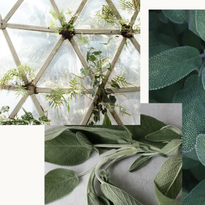 Forgotten Sage Perfume, Votivo Type | Wicked Good Fragrances
